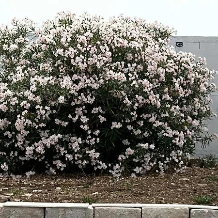 Lea * Pulsano